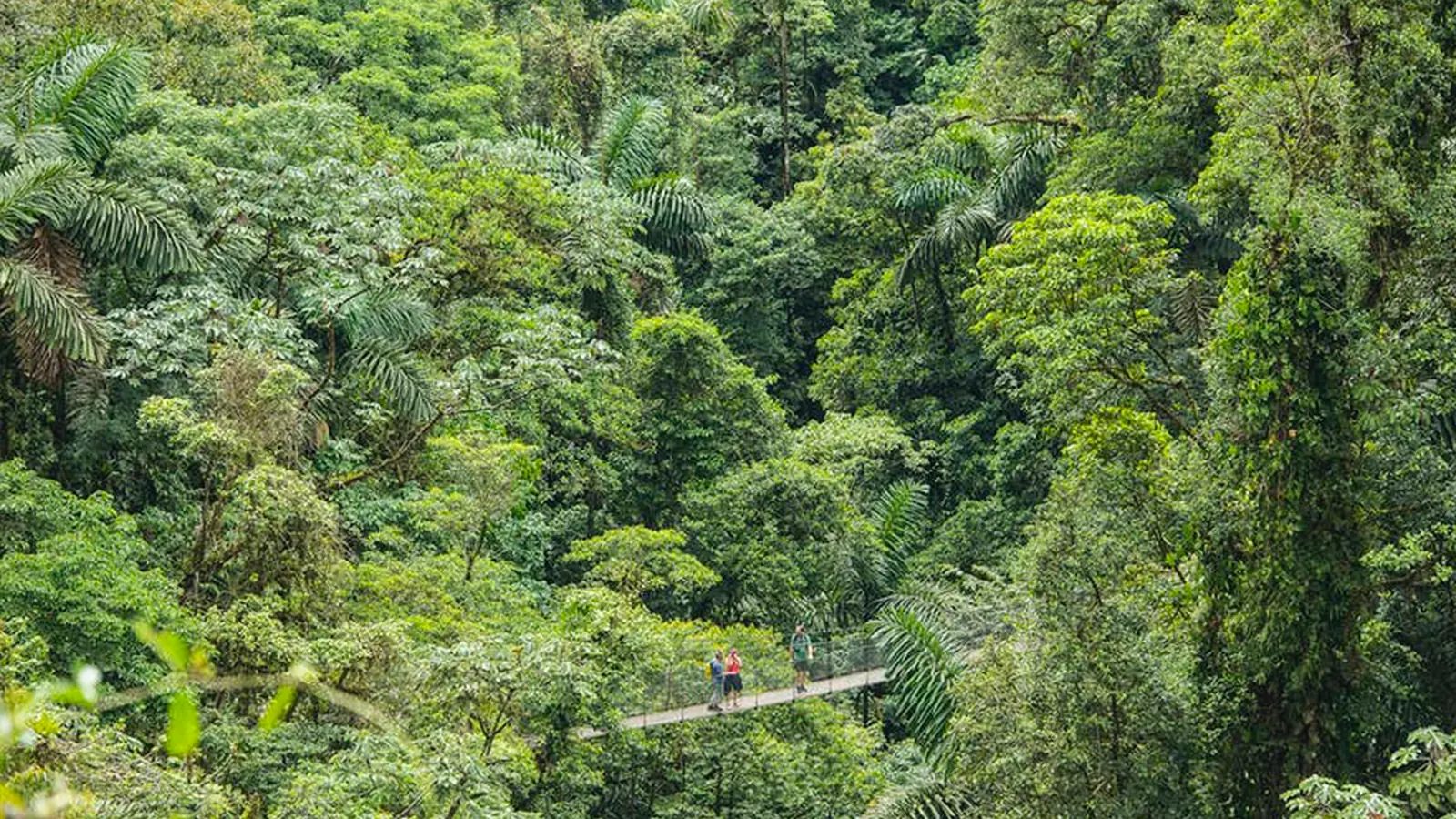Mistico Hanging Bridges & Lunch — nature tour in La Fortuna, Costa Rica