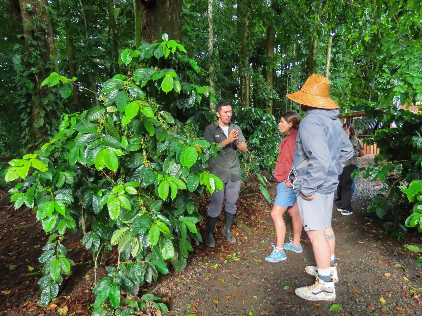 Canopy + Coffee, Chocolate & Sugar Cane — combo tour in La Fortuna, Costa Rica