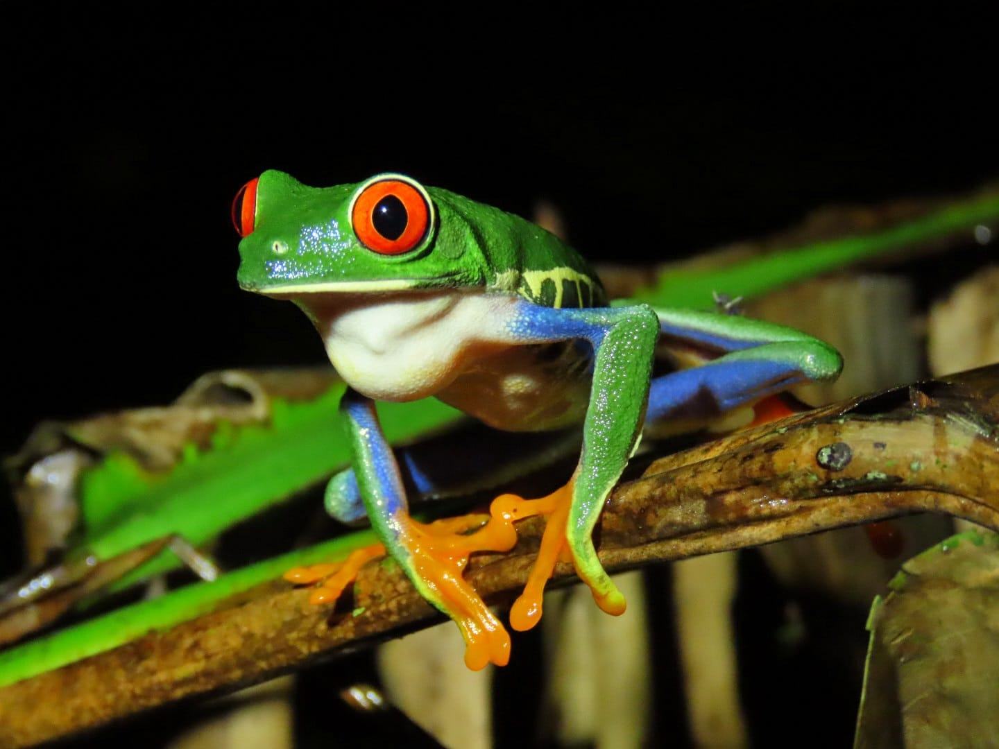 Eden Night Excursion: Rainforest & Frog Walk — night tours tour in El Tanque, La Fortuna, Costa Rica