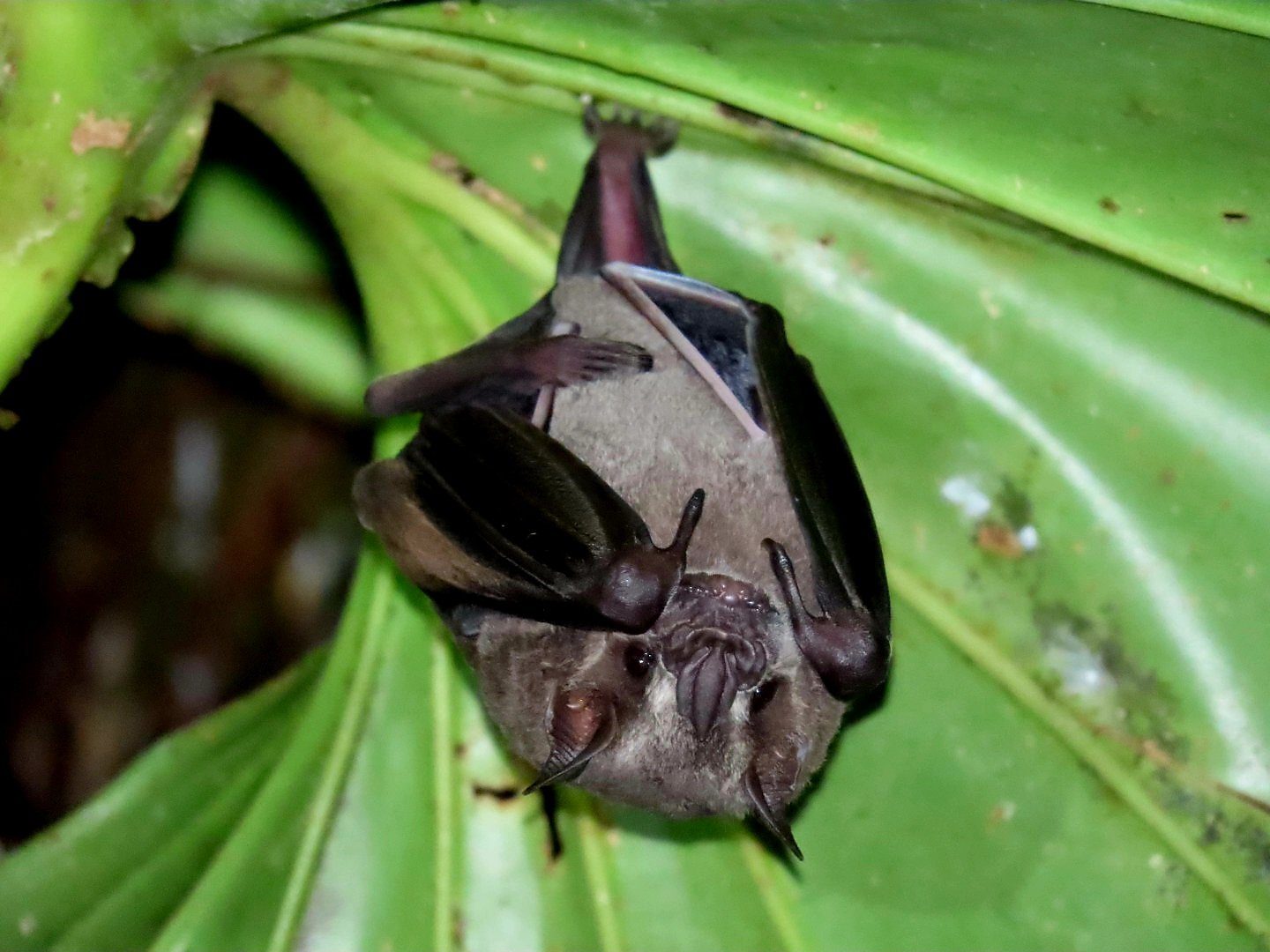 Twilight Wildlife Tour — wildlife tour in La Fortuna, Costa Rica