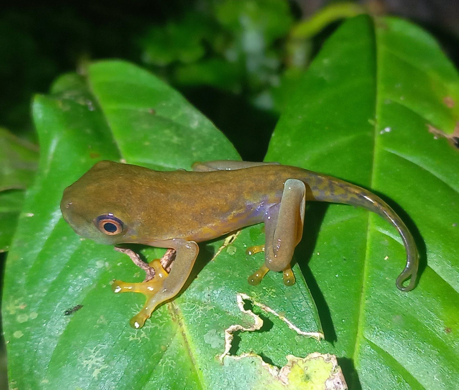 Canopy + Rainforest Night Walk — combo tour in La Fortuna, Costa Rica