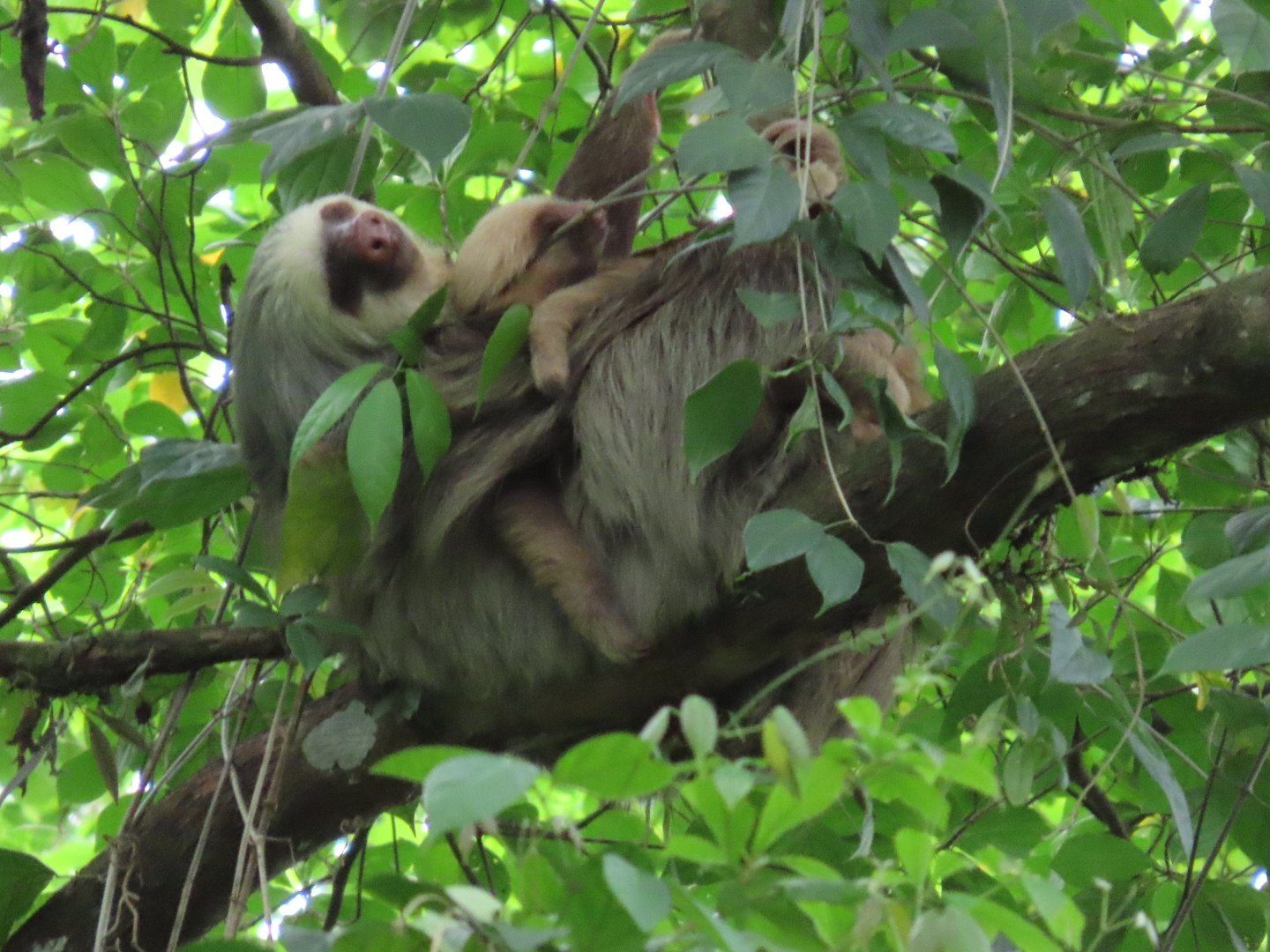 Canopy + Sloth Tour — combo tour in La Fortuna, Costa Rica