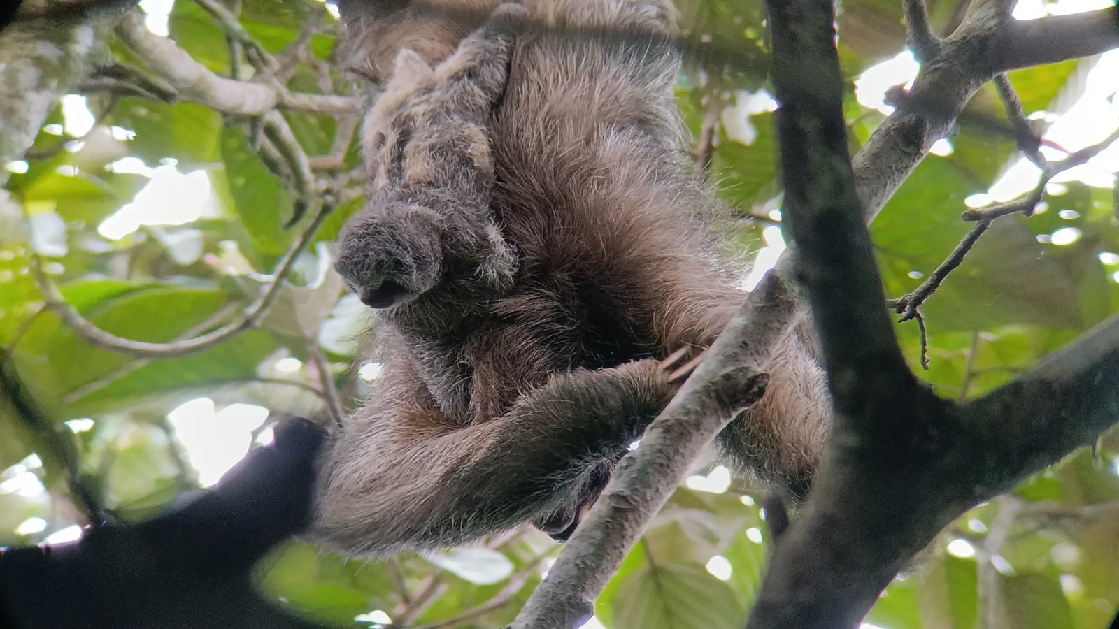 Sloth Watching Tour — wildlife tour in La Fortuna, Costa Rica